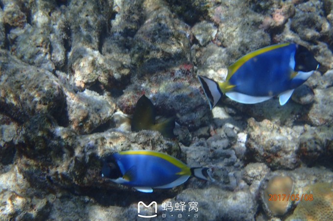 蜜月胜地之马尔代夫,马尔代夫水下餐厅芙拉瓦丽