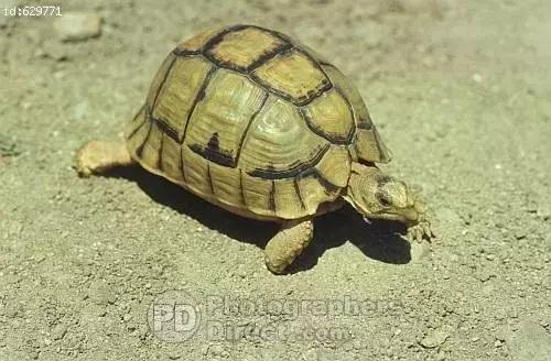 它被人冠以“小安格”的名号,却比真的安哥更金贵