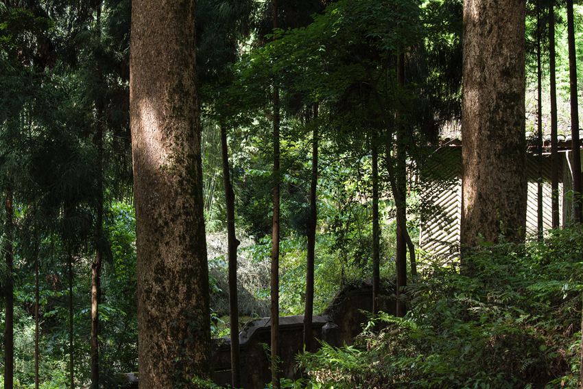 活着的国宝――荥经云峰寺内的桢楠王