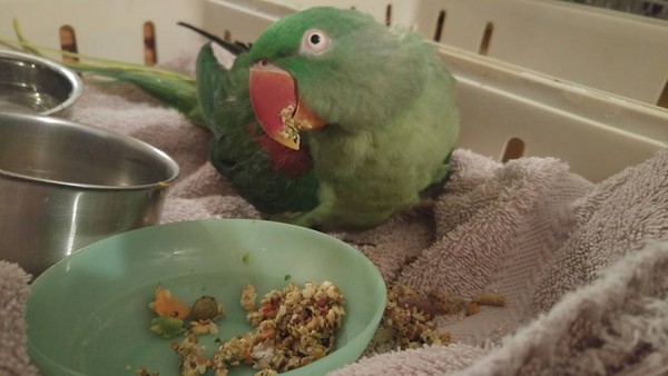 鹦鹉看见自己笼子被砸,鹦鹉看到同伴被猫咬死怎么办