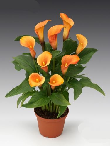 马蹄莲埃塞俄比亚国花,马蹄莲还是埃塞俄比亚的国花