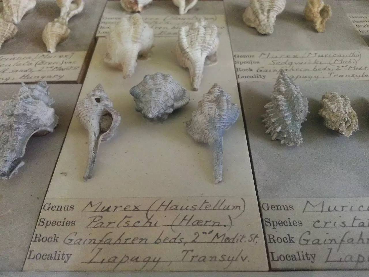 塞奇威克地球科学博物馆,塞奇威克