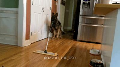 唯一全能犬德牧,全能狗德牧