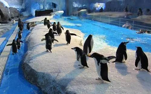 成都有没有哪里能看海,成都有海的地方一天游