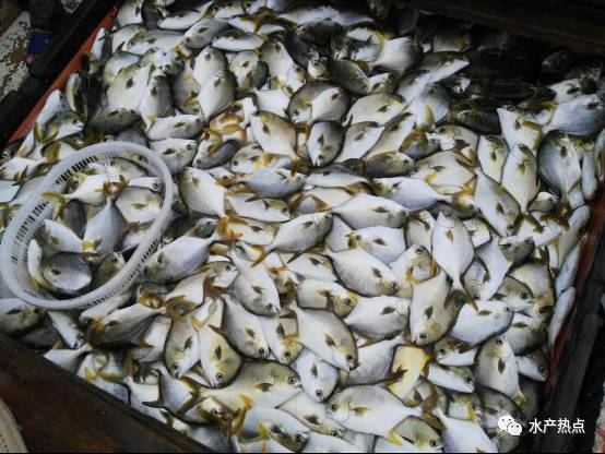 2020年金鲳鱼全国总产值,金鲳鱼养殖行情