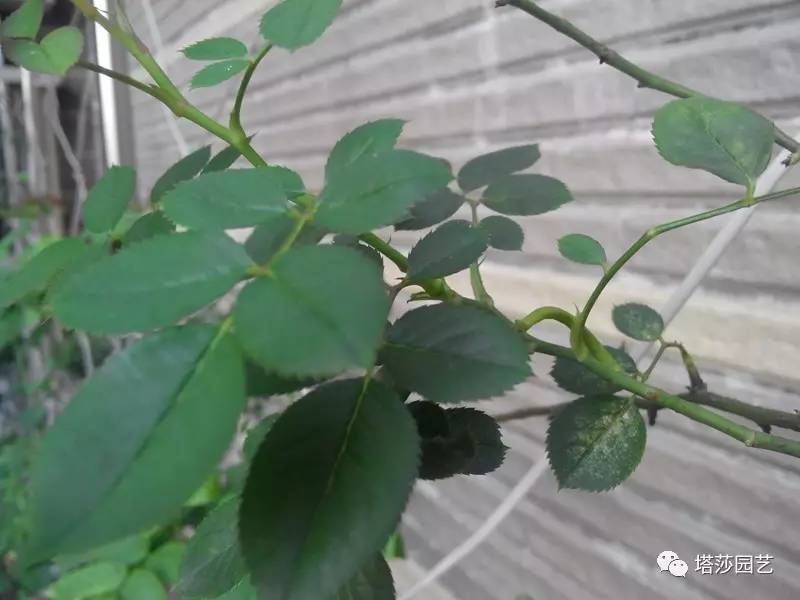 小城花事，泥土中滋生的花园梦