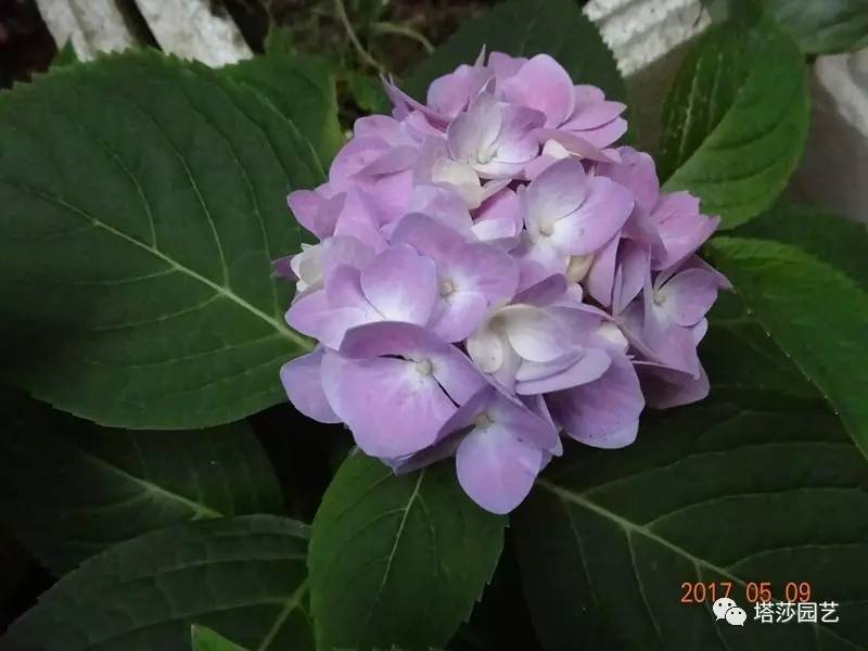 小城花事，泥土中滋生的花园梦