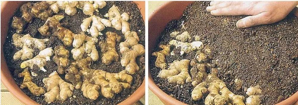 阳台种生姜的种植方法和时间,家庭种姜的正确方法和步骤