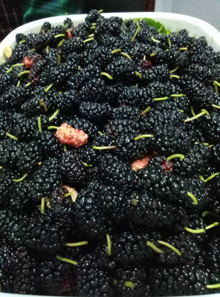 桑果酒配方大全,桑葚养生酒配方