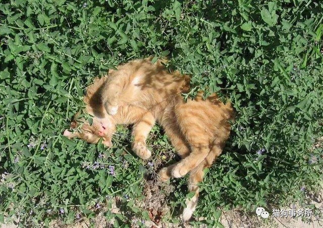 爱吃猫薄荷的喵星人,喵星人遇到猫薄荷