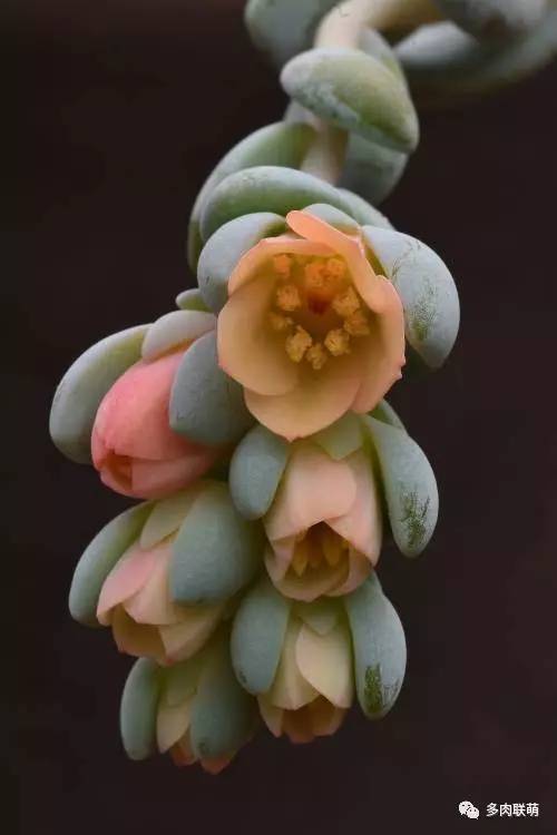 韩系美人多肉,稀有的美人系多肉