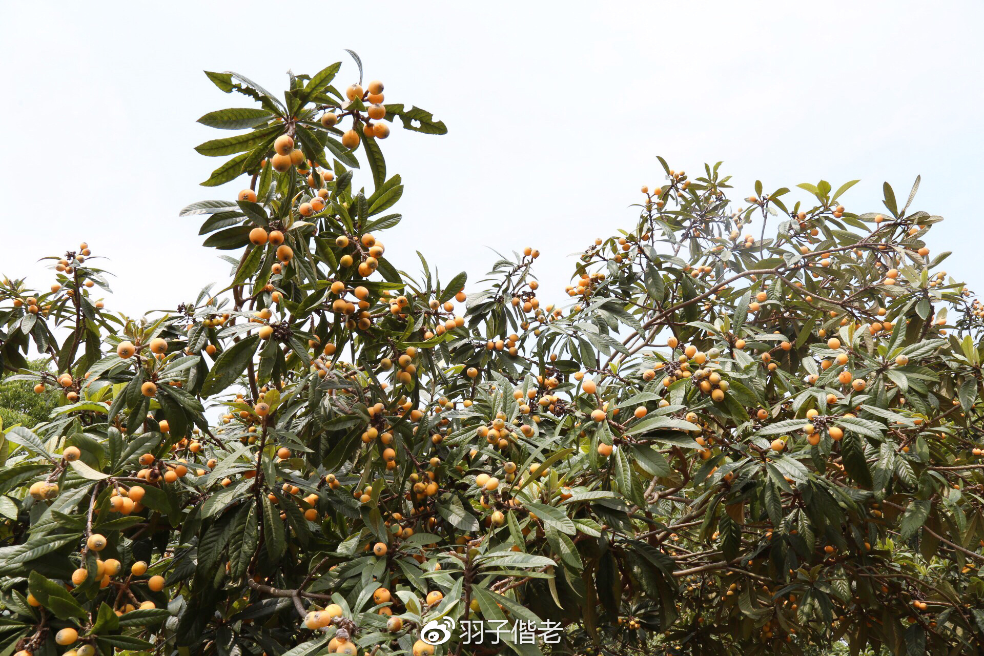 溧阳日日春农庄一日游,溧阳日日春农庄