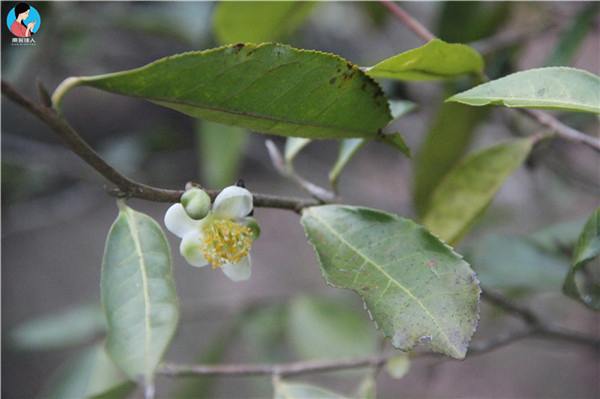 茶树什么时候开花结茶籽,茶树的茶果有什么作用
