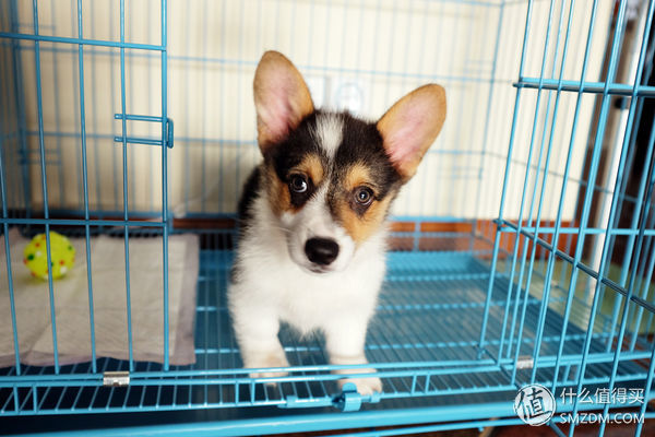 目测托米你要火!丝倍亮成犬全价托米亲吃评测以及托米的成长史