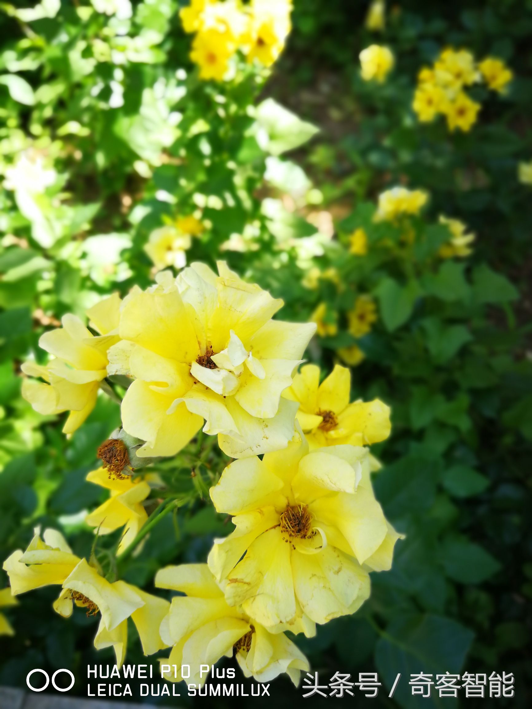 华为p10plus钻雕金,华为p10plus现在还值得买