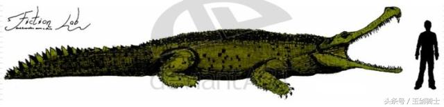 世界上最厉害的动物平头哥,平头哥盘点十大速度最快的动物