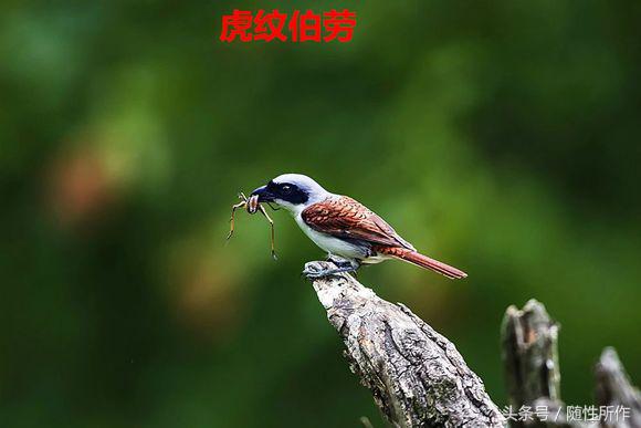 伯劳饲养对人体有什么危害,伯劳幼鸟怎么养