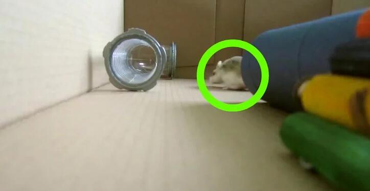 怎么跟仓鼠在笼外互动,如何和笼养鸟玩耍