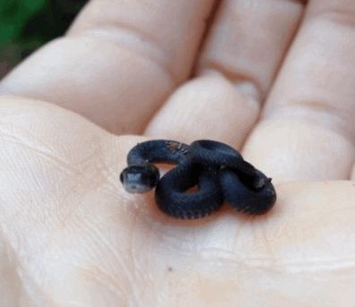 蛇毒面膜是什么,日本蛇毒面膜红色和蓝色什么区别