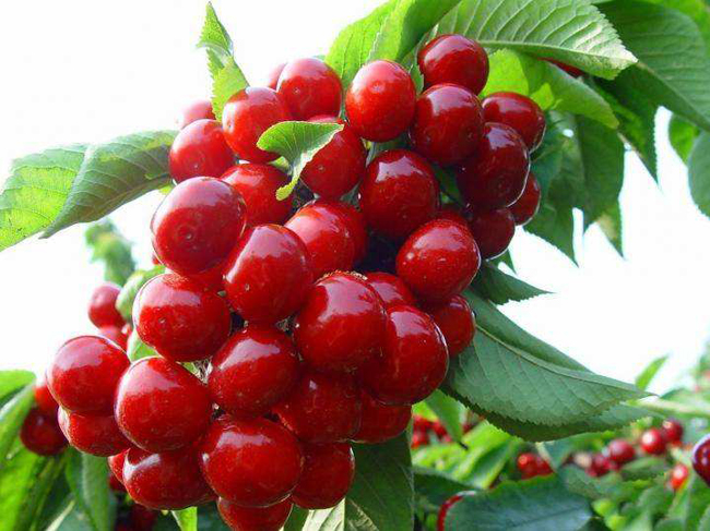 眉山市车厘子采摘一日游,眉山车厘子采摘园附近