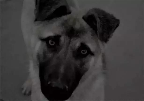 狗狗绝望瞬间被主人杀死了,主人嫌弃狗狗把狗狗打死