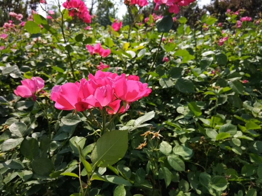 1500块以内的手机玩游戏,酷派酷玩6大米评测