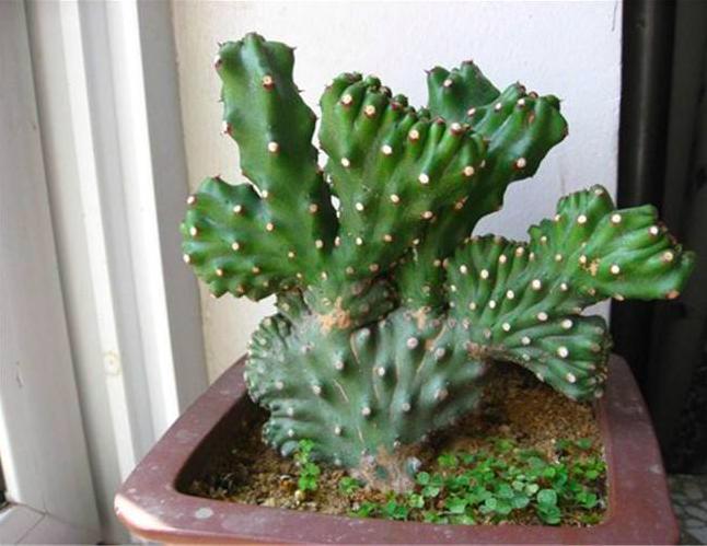 四种有毒的盆栽,家里有毒的盆栽有哪些