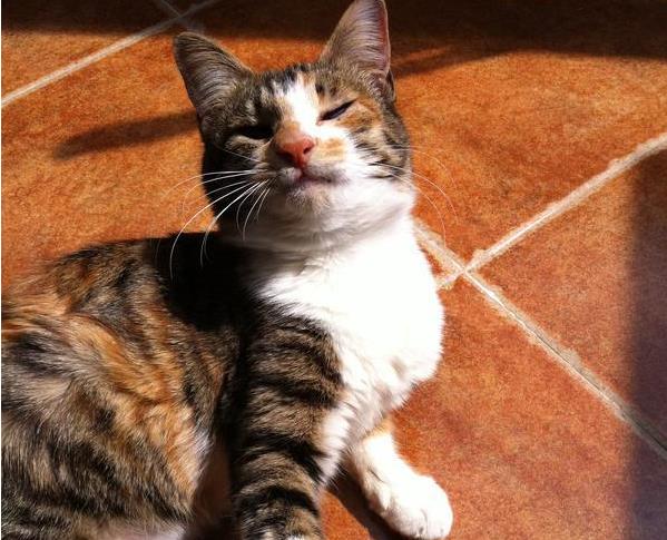 流浪小猫的眼睛被母猫遗弃,流浪猫眼睛溃脓结痂