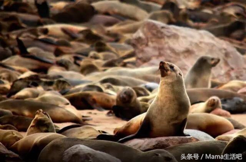 陈柏霖斑马外套同款,陈柏霖同款鞋子