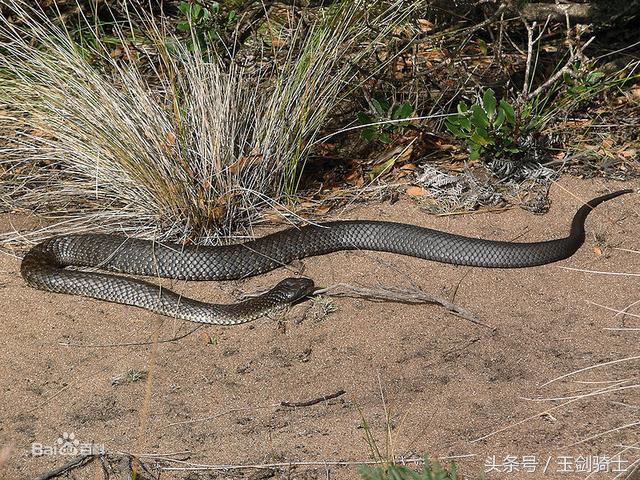 世界十大毒蛇排行榜前十名有哪些,世界十大毒蛇排行榜泰坦蟒