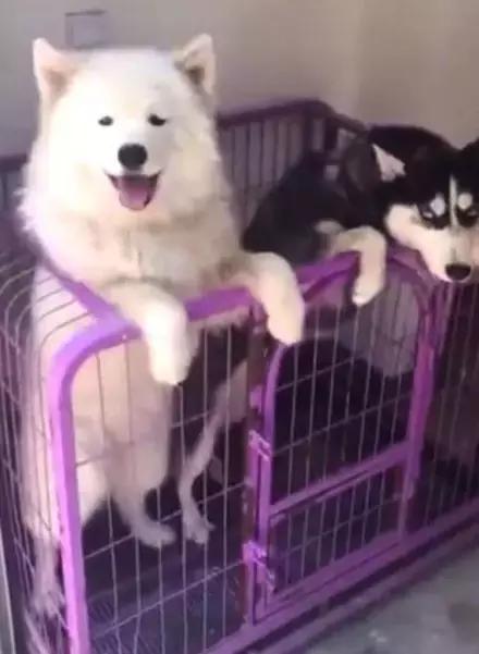 主人回家萨摩耶跑过来,萨摩耶与哈士奇争宠