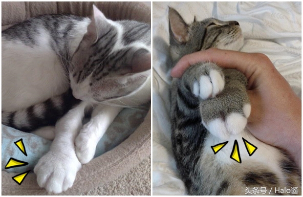 哭笑不得！猫狗大战蜜蜂后……主人该如何及时护理？