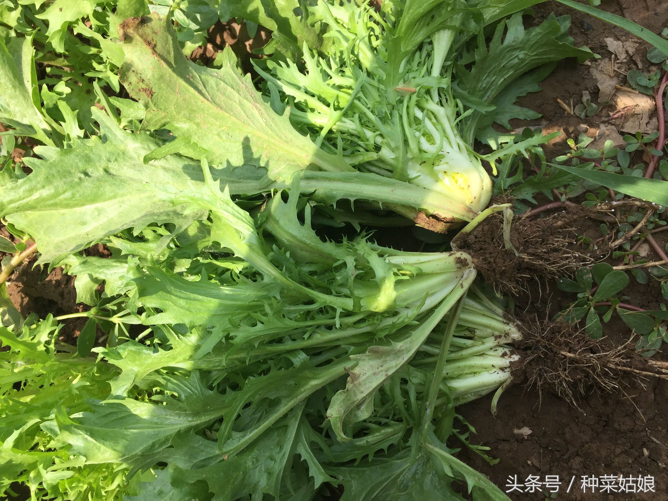 种菜中有虫怎么办,自己种菜不用农药怎么防止病虫害