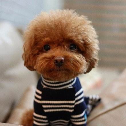 泰迪狗狗喂养与训练方法大全,泰迪狗狗怎么训练才能听话懂事呢