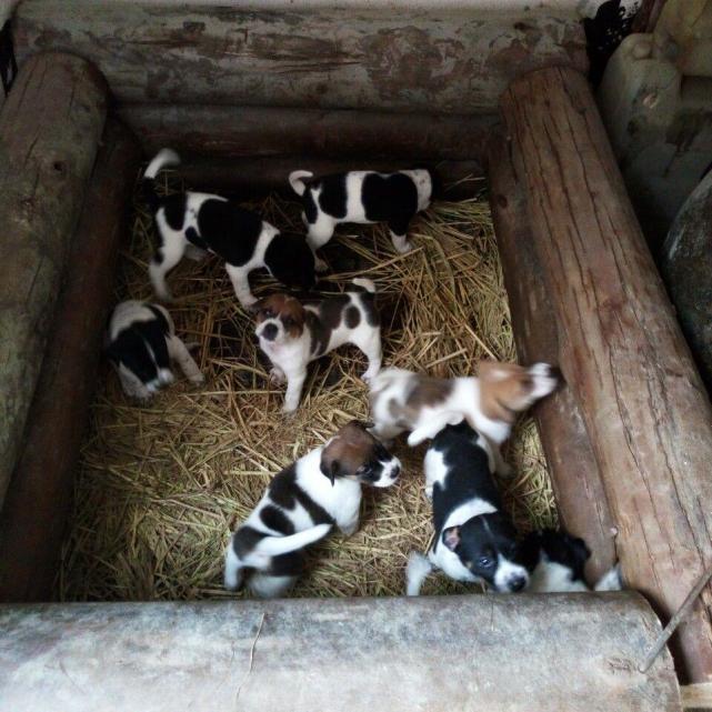 漂亮小花狗,漂亮又可爱小花狗