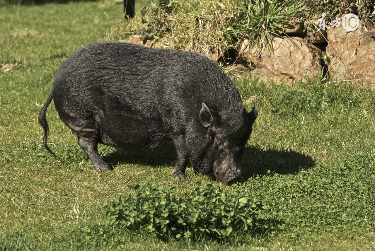 饲料污染的重灾区霉菌毒素危害！