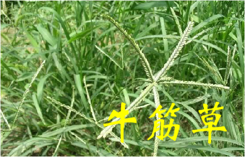 农村常见的43种中草药,农村常见却被忽略的草药