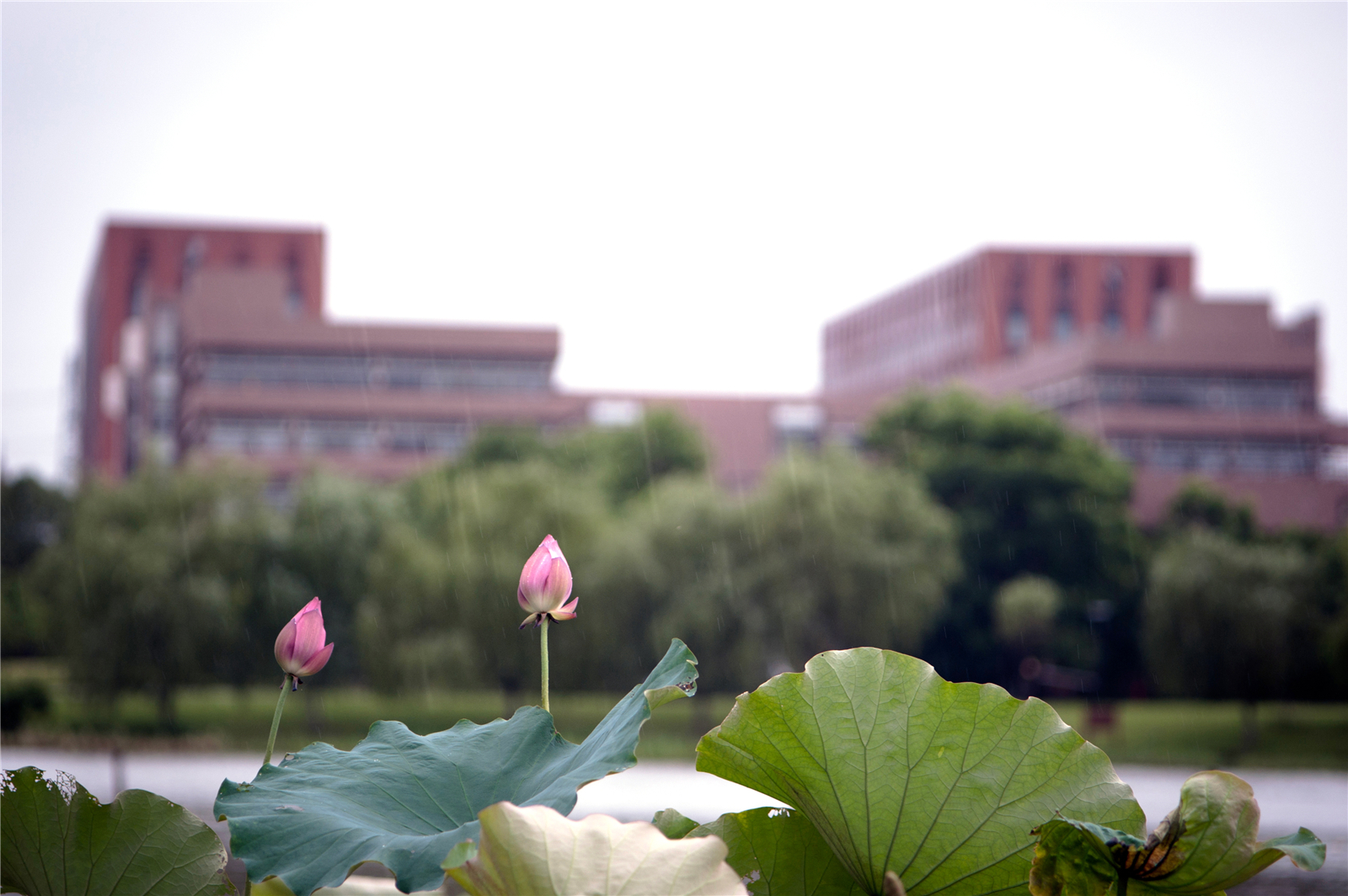 浙大竺可桢学院就业去向,浙大名人竺可桢