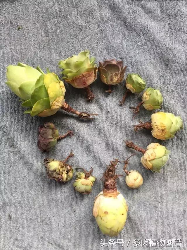 如何判断山地玫瑰是缺水还是休眠,山地玫瑰休眠之后浇水了怎么办