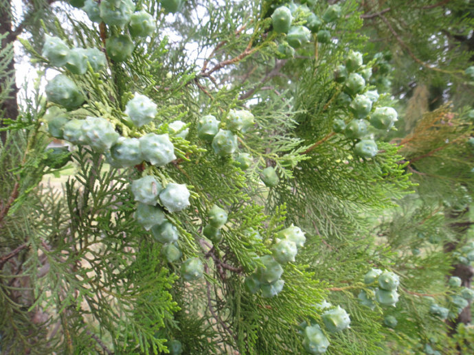 记录一下和癌症抗争的日子,与晚期肺癌抗争4年