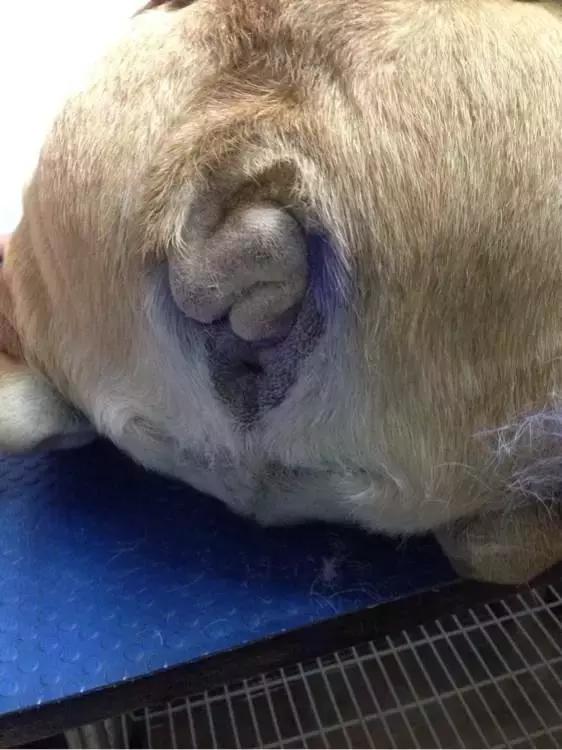 英国斗牛犬为什么不好养,英国斗牛犬好养吗