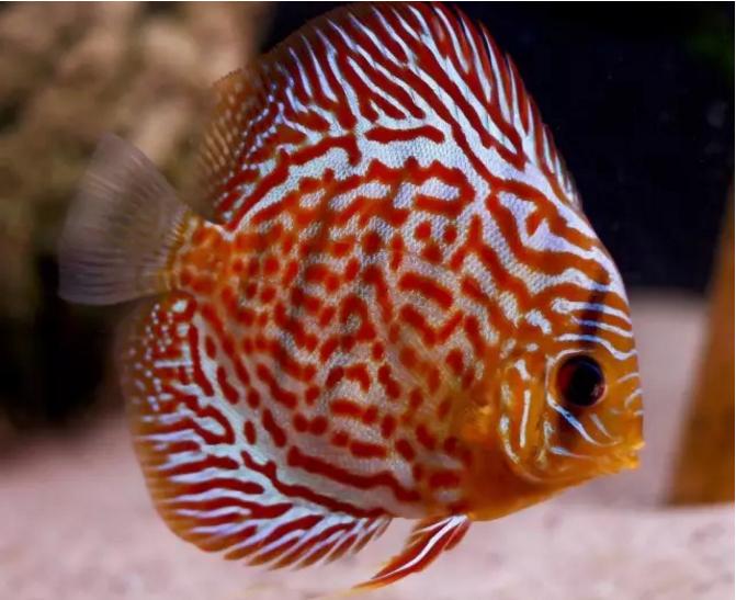 观赏鱼眼病解决方法