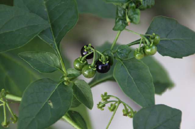 农村的植物有什么,农村植物药用功效