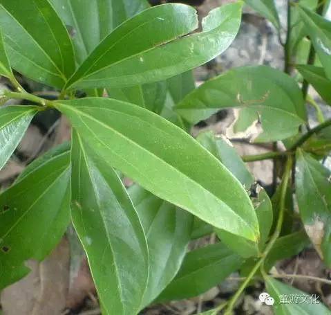 珠海几种常见的花,适合广东地区的观赏植物