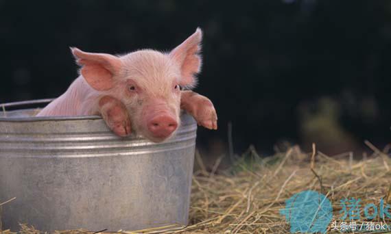 猪中暑热应激怎么办,猪中暑最简单的方法