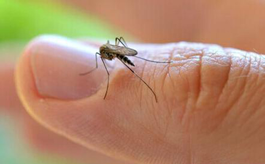 蚊虫叮咬用什么植物止痒消肿最快,蚊子叮咬用什么植物消肿止痒最快