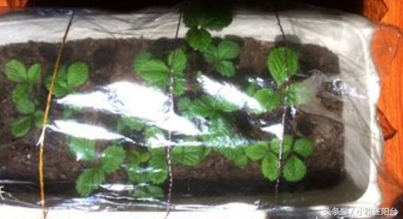 从种子开始种草莓能结果吗,用种子种草莓能种得出来吗