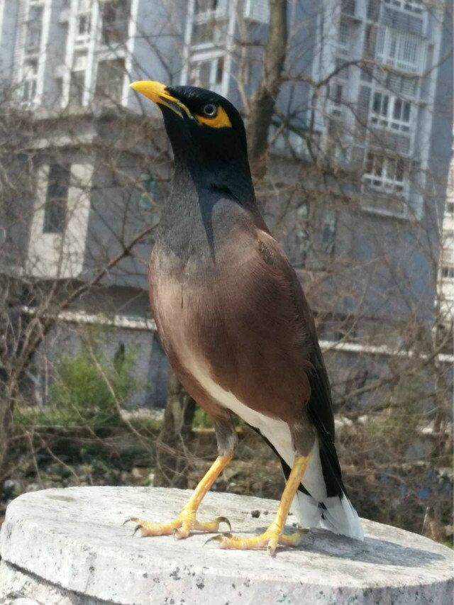 天下一场梦的八哥死了,八哥鸟从出壳到会飞要多久