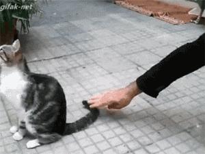 如果抓住猫的尾巴猫会怎么反应,不小心踩到猫咪的尾巴了