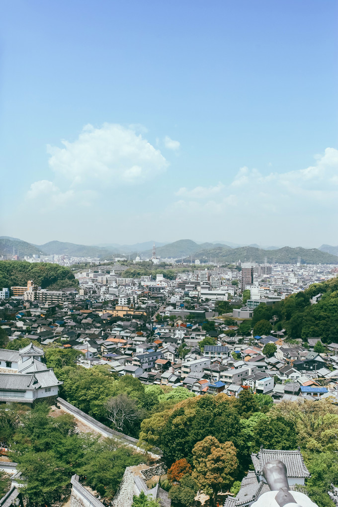紫藤花开的季节去看锦鲤成了精，据说转发会有好运